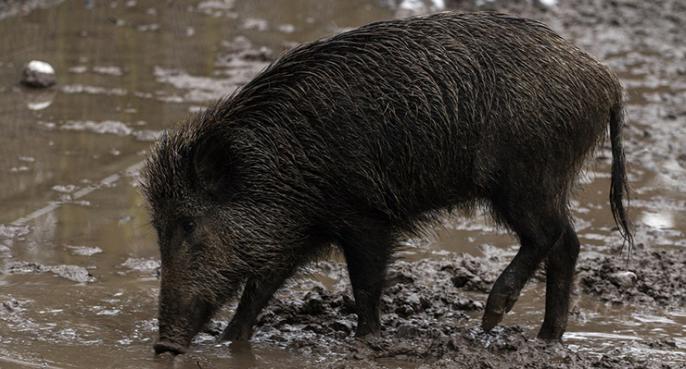 Akcja zbierania podpisów za redukcją dzików w Polsce