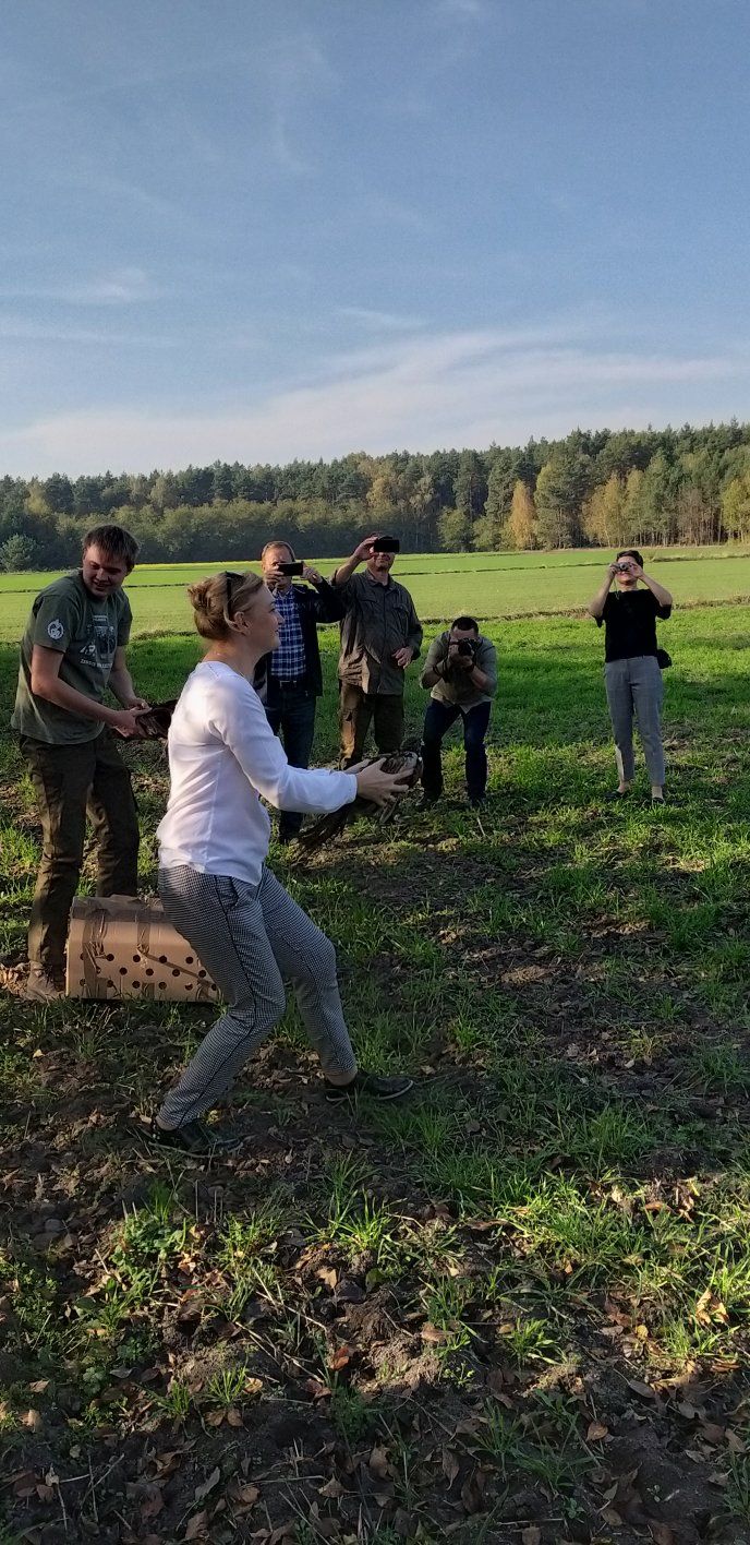 Odbudowa populacji bażantów